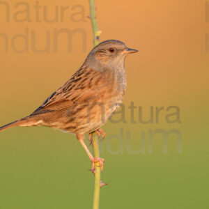 Photos of Dunnock (Prunella modularis)