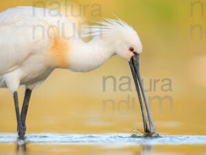 Foto di Spatola bianca (Platalea leucorodia)