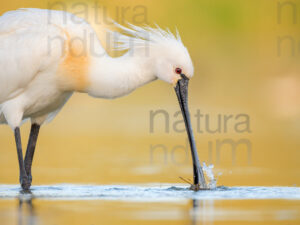 Foto di Spatola bianca (Platalea leucorodia)