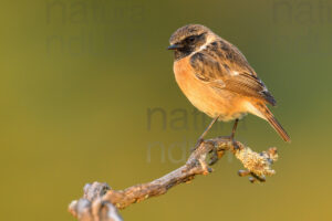 Photos of European Stonechat (Saxicola rubicola)