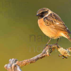 Photos of European Stonechat (Saxicola rubicola)