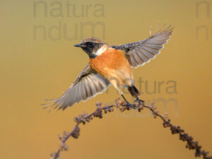 Foto di Saltimpalo (Saxicola rubicola)