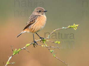 Foto di Saltimpalo (Saxicola rubicola)