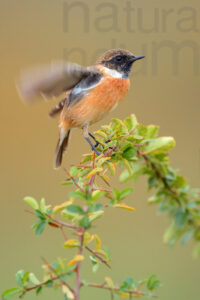 Foto di Saltimpalo (Saxicola rubicola)