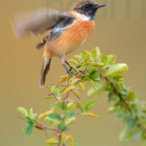 Photos of European Stonechat (Saxicola rubicola)