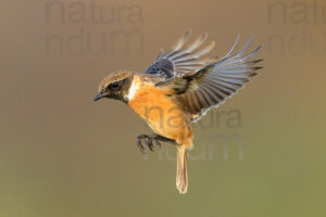 Foto di Saltimpalo (Saxicola rubicola)