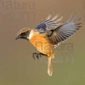 Photos of European Stonechat (Saxicola rubicola)