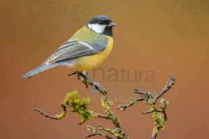 Foto di Cinciallegra (Parus major)