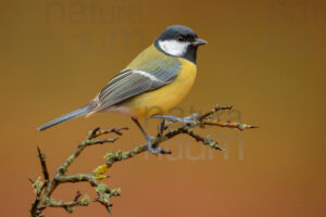 Foto di Cinciallegra (Parus major)