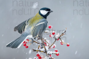 Foto di Cinciallegra (Parus major)