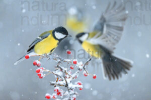 Foto di Cinciallegra (Parus major)