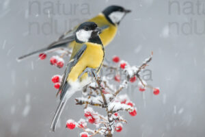 Foto di Cinciallegra (Parus major)