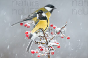 Foto di Cinciallegra (Parus major)