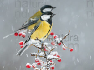 Foto di Cinciallegra (Parus major)