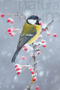 Foto di Cinciallegra (Parus major)