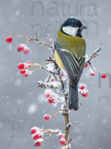 Foto di Cinciallegra (Parus major)