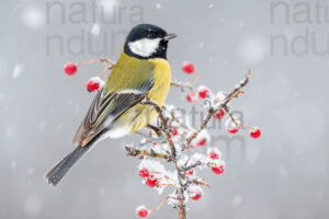 Foto di Cinciallegra (Parus major)