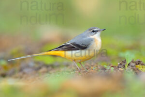 Photos of Grey Wagtail (Motacilla cinerea)