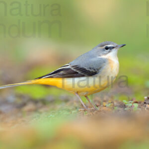 Photos of Grey Wagtail (Motacilla cinerea)