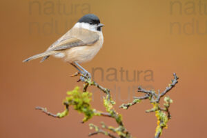 Foto di Cincia bigia (Poecile palustris)