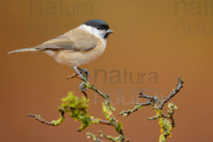 Foto di Cincia bigia (Poecile palustris)