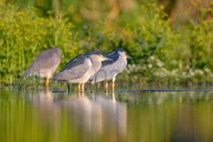 Photos of Night Heron (Nycticorax nycticorax)