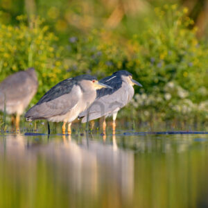 Photos of Night Heron (Nycticorax nycticorax)