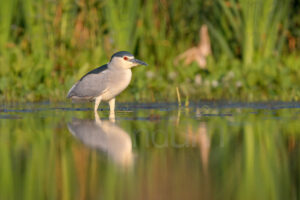 Photos of Night Heron (Nycticorax nycticorax)