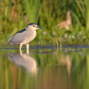 Photos of Night Heron (Nycticorax nycticorax)