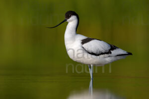 Foto di Avocetta (Recurvirostra avosetta)