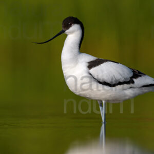 Photos of Pied Avocet (Recurvirostra avosetta)