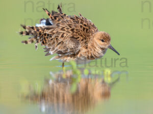 Foto di Combattente (Calidris pugnax)