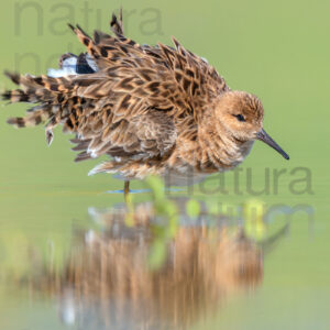 Photos of Ruff (Calidris pugnax)