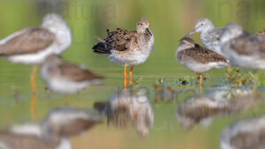 Foto di Combattente (Calidris pugnax)