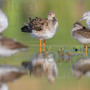 Photos of Ruff (Calidris pugnax)