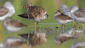 Foto di Combattente (Calidris pugnax)