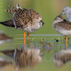 Photos of Ruff (Calidris pugnax)