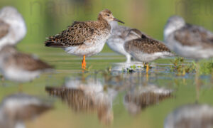 Foto di Combattente (Calidris pugnax)