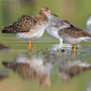 Photos of Ruff (Calidris pugnax)