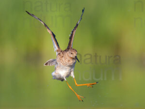 Foto di Combattente (Calidris pugnax)