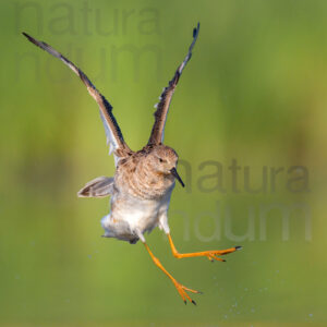 Photos of Ruff (Calidris pugnax)