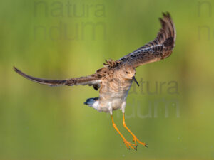 Foto di Combattente (Calidris pugnax)