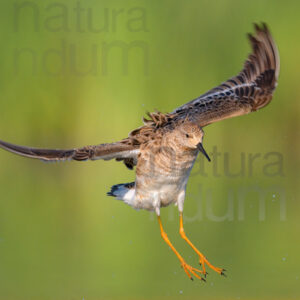 Photos of Ruff (Calidris pugnax)