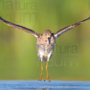 Photos of Ruff (Calidris pugnax)