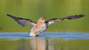 Foto di Combattente (Calidris pugnax)