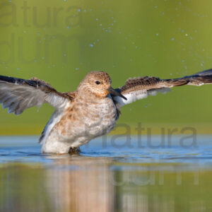 Photos of Ruff (Calidris pugnax)