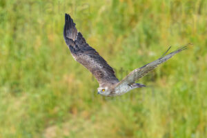 Foto di Biancone (Circaetus gallicus)