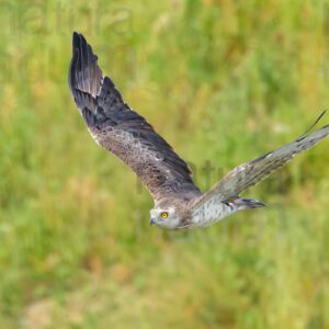 Photos of Short-toed snake eagle (Circaetus gallicus)