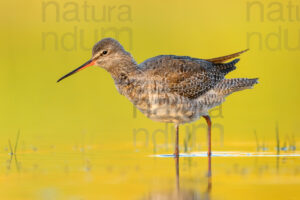 Foto di Totano moro (Tringa erythropus)