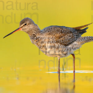 Foto di Totano moro (Tringa erythropus)